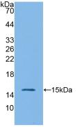 1 - Polyclonal Antibody to Interleukin 4 (IL4) AP74625