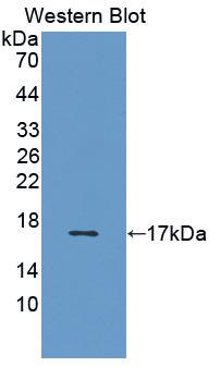1 - Polyclonal Antibody to Interleukin 5 (IL5) AP74552