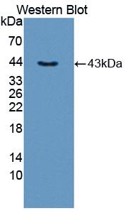 1 - Polyclonal Antibody to Interleukin 5 (IL5) AP74739