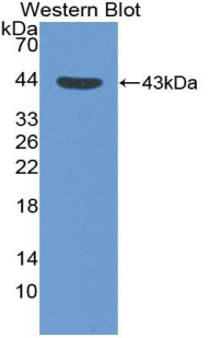 1 - Polyclonal Antibody to Macrophage Derived Chemokine (MDC) AP74716