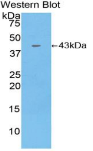 1 - Polyclonal Antibody to Macrophage Inflammatory Protein 1 Beta (MIP1b) AP74557