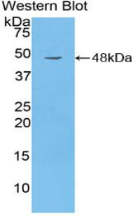 1 - Polyclonal Antibody to Cluster Of Differentiation 40 Ligand (CD40L) AP74563