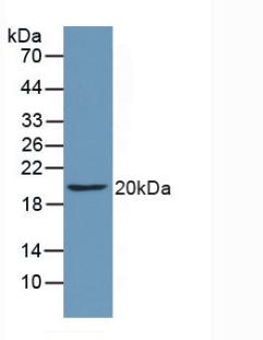 1 - Polyclonal Antibody to Cluster Of Differentiation 40 Ligand (CD40L) AP74564