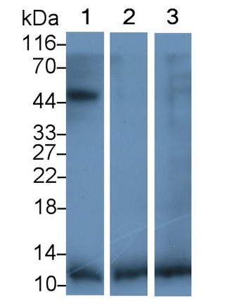 1 - Polyclonal Antibody to Transforming Growth Factor Beta 1 (TGFb1) AP74488