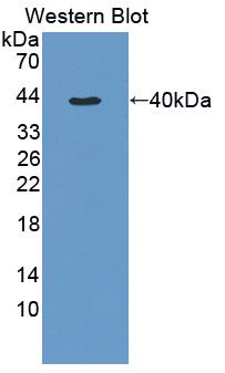 1 - Polyclonal Antibody to Tumor Necrosis Factor Alpha (TNFa) AP74740