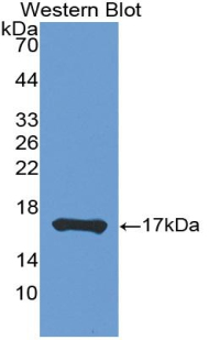 1 - Polyclonal Antibody to Tumor Necrosis Factor Beta (TNFb) AP74569
