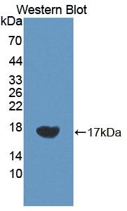 1 - Polyclonal Antibody to Vascular Endothelial Growth Factor C (VEGFC) AP74749
