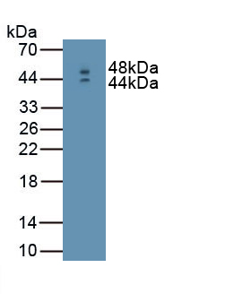 1 - Polyclonal Antibody to Interferon Beta (IFNb) AP74574