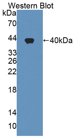 1 - Polyclonal Antibody to Urocortin (UCN) AP74578