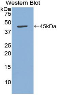1 - Polyclonal Antibody to B-Cell Activation Factor Receptor (BAFFR) AP74580