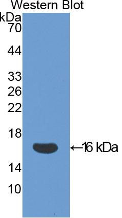 1 - Biotin-Linked Polyclonal Antibody to Galectin 1 (GAL1) AP74671