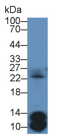 1 - Polyclonal Antibody to Insulin (INS) AP74694