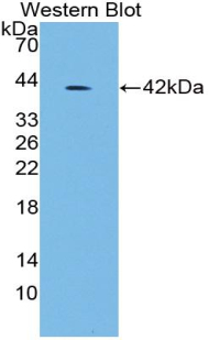 1 - Polyclonal Antibody to Insulin (INS) AP74504