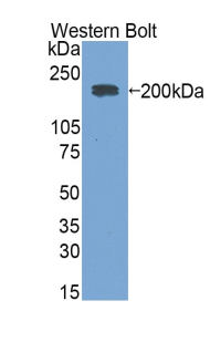 1 - Polyclonal Antibody to Immunoglobulin E (IgE) AP74491