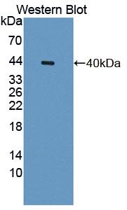 1 - Polyclonal Antibody to Osteonectin (ON) AP74717