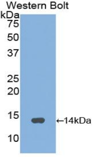 1 - Polyclonal Antibody to Gonadotropin Releasing Hormone (GnRH) AP74636