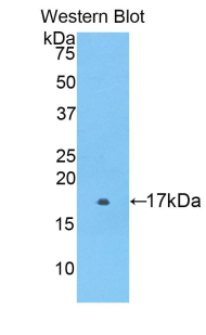 1 - Polyclonal Antibody to Protease Activated Receptor 2 (PAR2) AP74597