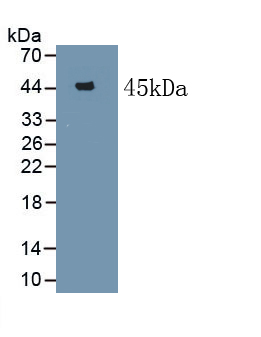 1 - Polyclonal Antibody to Serum Amyloid A (SAA) AP74600
