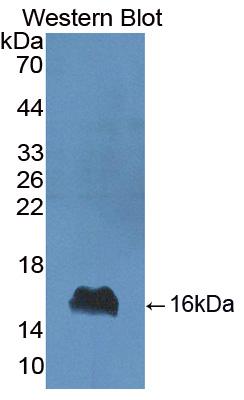 1 - Polyclonal Antibody to Alpha-Lactalbumin (aLA) AP74603