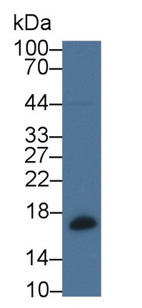 1 - Polyclonal Antibody to Beta-Lactoglobulin (bLg) AP74698