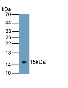 1 - Polyclonal Antibody to Mucin 3 (MUC3) AP74484