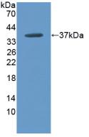 1 - Polyclonal Antibody to Arginase (ARG) AP74650