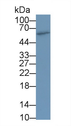 1 - Polyclonal Antibody to Cytochrome P450 3A2 (CYP3A2) AP74789