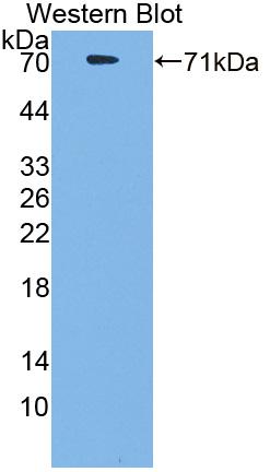 1 - Polyclonal Antibody to Cluster Of Differentiation 4 (CD4) AP74758