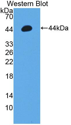 1 - Polyclonal Antibody to Gastrin (GT) AP74497