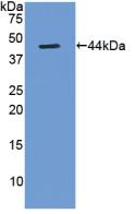 1 - Polyclonal Antibody to Gastrin (GT) AP74496