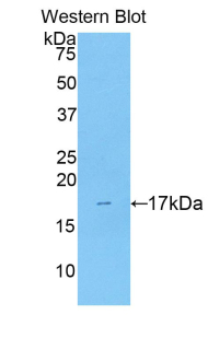 1 - Polyclonal Antibody to Pleiotrophin (PTN) AP74672