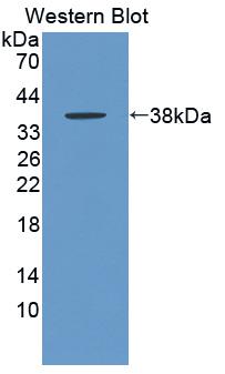 1 - Polyclonal Antibody to Granulocyte Chemotactic Protein 2 (GCP2) AP74737