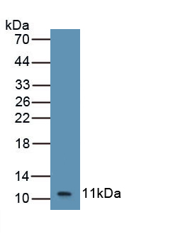 1 - Polyclonal Antibody to Chemokine (C-X-C Motif) Ligand 2 (CXCL2) AP74782