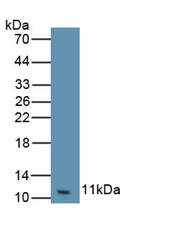 1 - Polyclonal Antibody to Chemokine (C-X-C Motif) Ligand 3 (CXCL3) AP74783