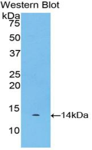 1 - Polyclonal Antibody to Myostatin (MSTN) AP74628