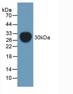 1 - Polyclonal Antibody to Permeability Glycoprotein (Pgp) AP74777