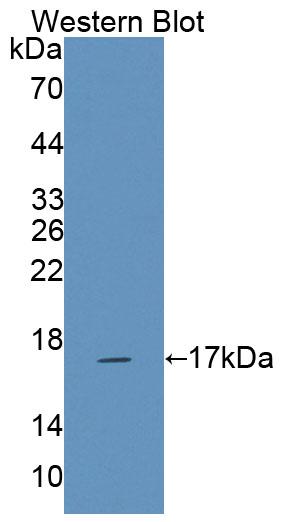 1 - Polyclonal Antibody to Natural Cytotoxicity Triggering Receptor 3 (NCR3) AP74764