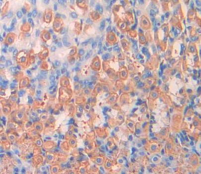 2 - Polyclonal Antibody to Syndecan 4 (SDC4) AP74796