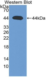 1 - Polyclonal Antibody to Transforming Growth Factor Beta 3 (TGFb3) AP74714