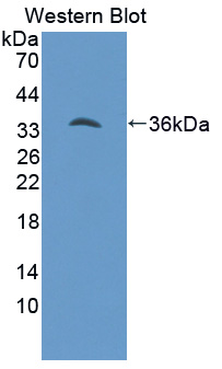 1 - Polyclonal Antibody to Hepcidin (Hepc) AP74703