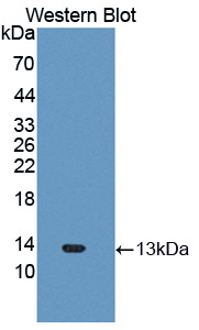 1 - Polyclonal Antibody to Interferon Inducible T-Cell Alpha Chemoattractant (ITaC) AP74614