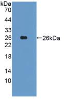 1 - Polyclonal Antibody to Integrin Alpha 10 (ITGa10) AP74674