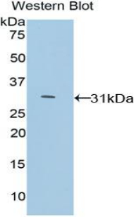 1 - Polyclonal Antibody to Growth Differentiation Factor 11 (GDF11) AP74690