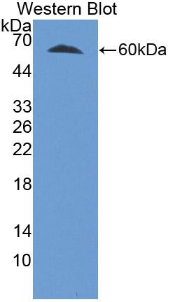 1 - Polyclonal Antibody to Telomerase Reverse Transcriptase (TERT) AP74675