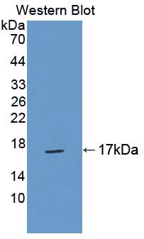 1 - Polyclonal Antibody to Transition Protein 2 (TNP2) AP74767