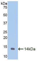 1 - Polyclonal Antibody to Melatonin Receptor 1A (MTNR1A) AP74652
