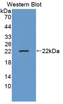1 - Polyclonal Antibody to Lipocalin 13 (LCN13) AP74772
