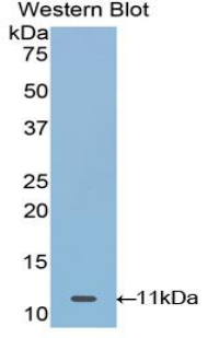 1 - Polyclonal Antibody to Mucin 21 (MUC21) AP74482
