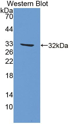 1 - Polyclonal Antibody to Apolipoprotein A1 Binding Protein (APOA1BP) AP74754