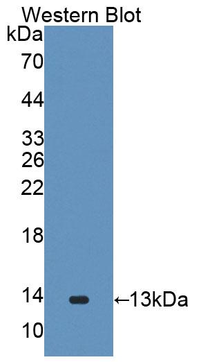 1 - Polyclonal Antibody to Galanin Like Peptide (GALP) AP74774